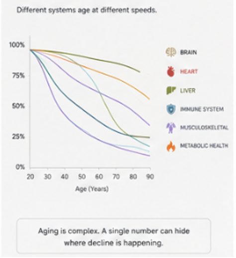 Graph: different organ systems age at different speeds
