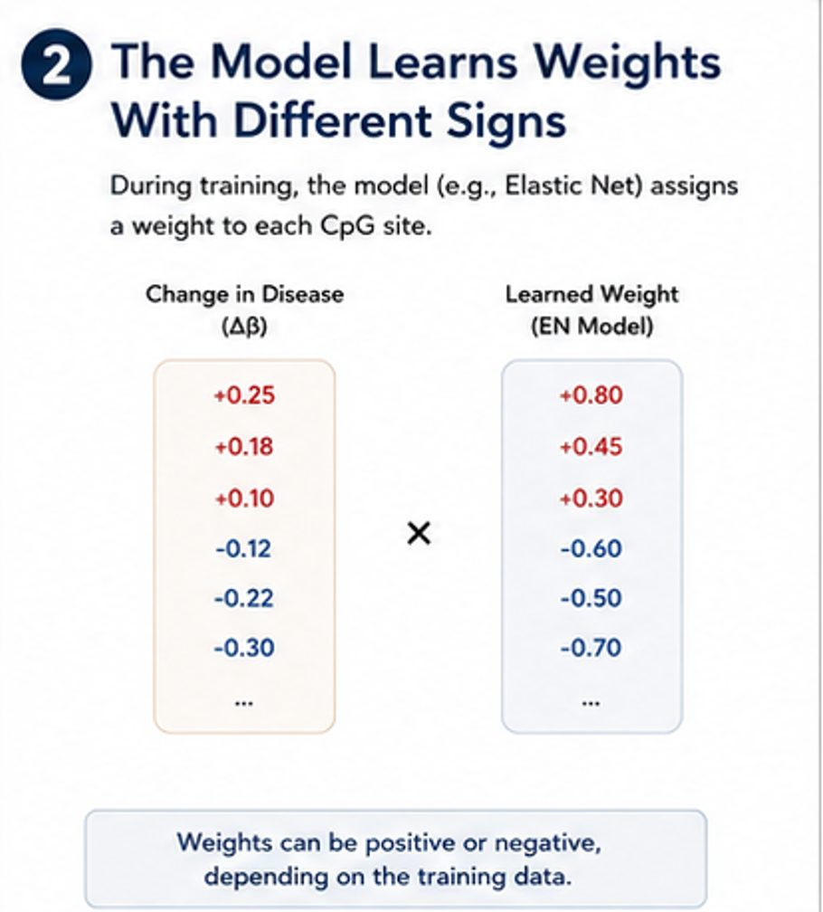 The model learns weights with different signs