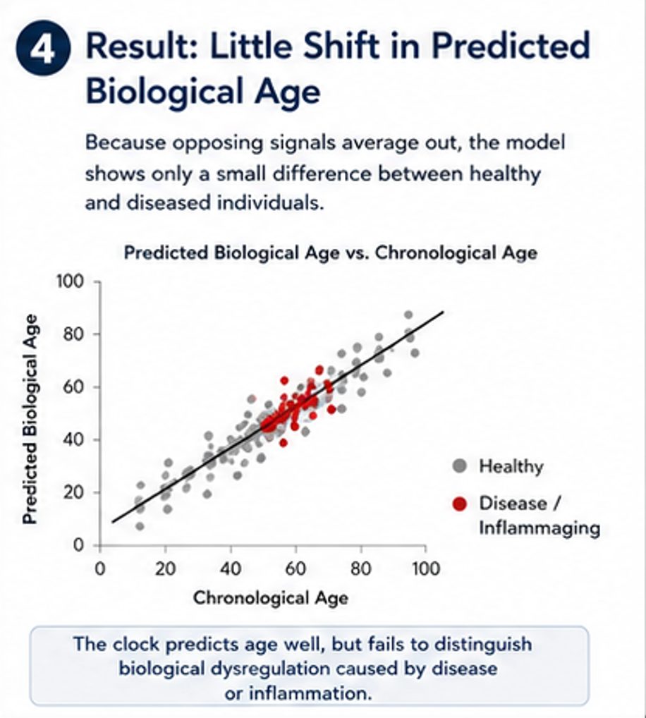 Result: little shift in predicted biological age